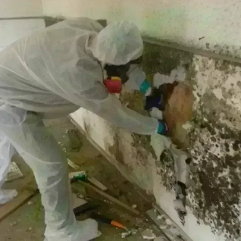 Mold Remediation and Removal in Magnolia, AR